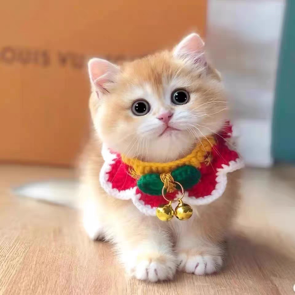 猫舍直销,批发价出售,金渐层